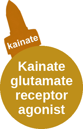 Kainate glutamate receptor agonist — mechanism peg (Ballicules)