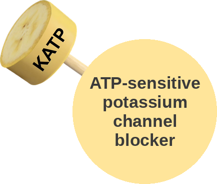 ATP-sensitive potassium channel blocker — mechanism peg (Ballicules)