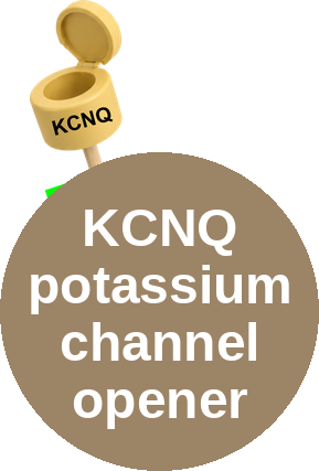 KCNQ potassium channel opener — mechanism peg (Ballicules)