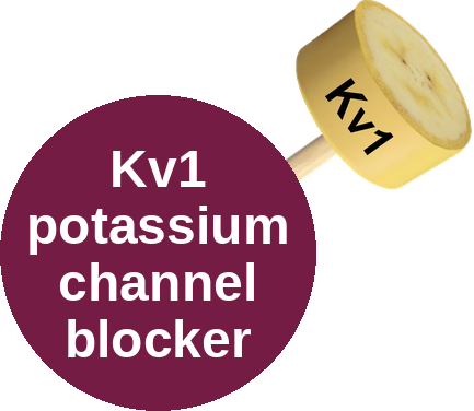 Kv1 potassium channel blocker — mechanism peg (Ballicules)