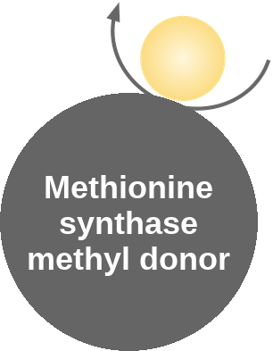 Methionine synthase methyl donor — mechanism peg (Ballicules)