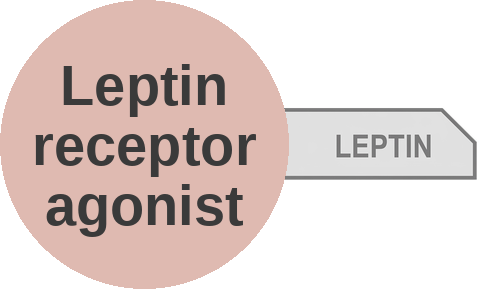 Leptin receptor agonist — mechanism peg (Ballicules)