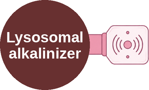 Lysosomal alkalinizer — mechanism peg (Ballicules)