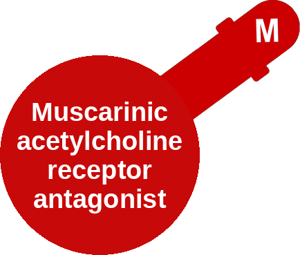Muscarinic acetylcholine receptor antagonist — mechanism peg (Ballicules)