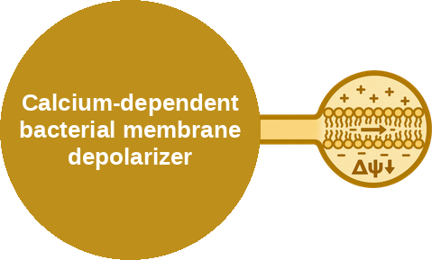 Calcium-dependent bacterial membrane depolarizer — mechanism peg (Ballicules)