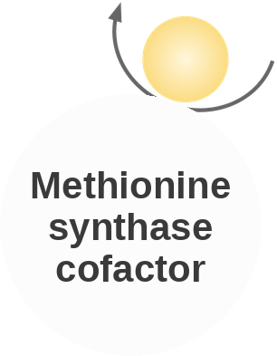 Methionine synthase cofactor — mechanism peg (Ballicules)