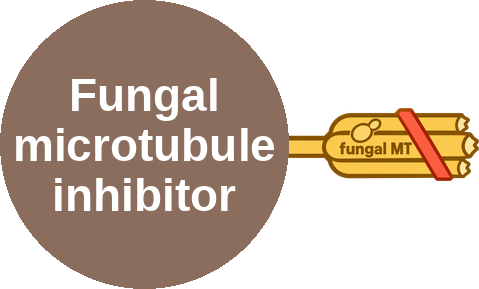 Fungal microtubule inhibitor — mechanism peg (Ballicules)