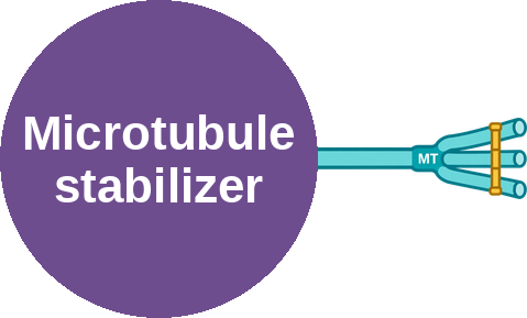 Microtubule stabilizer — mechanism peg (Ballicules)