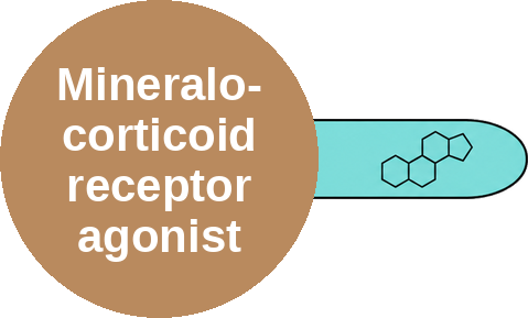 Mineralocorticoid receptor agonist — mechanism peg (Ballicules)