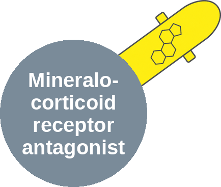 Mineralocorticoid receptor antagonist — mechanism peg (Ballicules)
