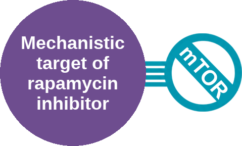 Mechanistic target of rapamycin inhibitor — mechanism peg (Ballicules)