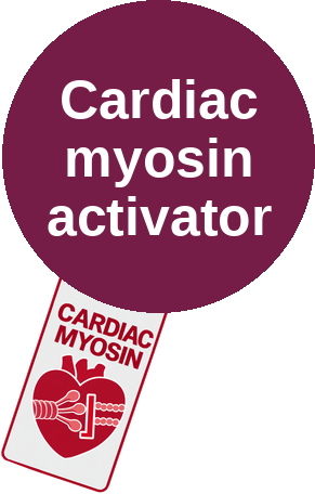 Cardiac myosin activator — mechanism peg (Ballicules)