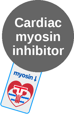 Cardiac myosin inhibitor — mechanism peg (Ballicules)