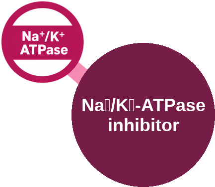 Na⁺/K⁺-ATPase inhibitor — mechanism peg (Ballicules)