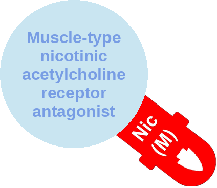 Muscle-type nicotinic acetylcholine receptor antagonist — mechanism peg (Ballicules)