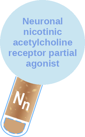 Neuronal nicotinic acetylcholine receptor partial agonist — mechanism peg (Ballicules)