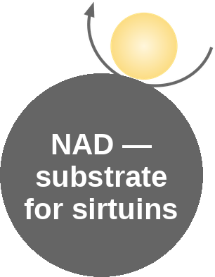 NAD: sirtuins — mechanism peg (Ballicules)