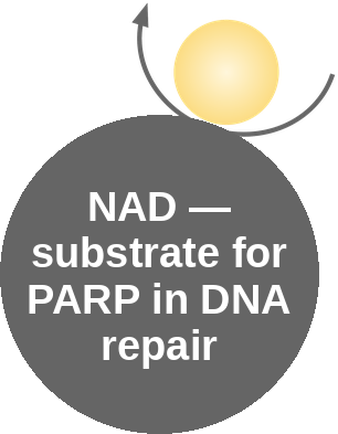 NAD: PARP — mechanism peg (Ballicules)
