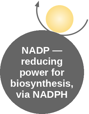 NADPH: biosynthesis — mechanism peg (Ballicules)