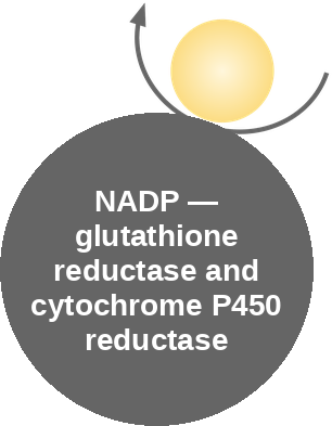 NADPH: reductases — mechanism peg (Ballicules)