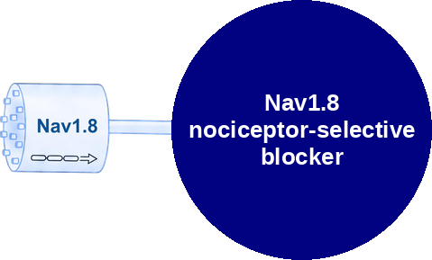 Nav1.8 nociceptor-selective blocker — mechanism peg (Ballicules)