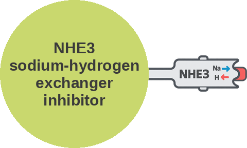 NHE3 sodium-hydrogen exchanger inhibitor — mechanism peg (Ballicules)