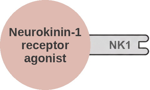 Neurokinin-1 receptor agonist — mechanism peg (Ballicules)