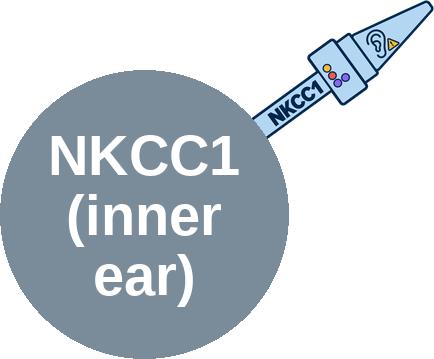 NKCC1 cotransporter inhibition (inner ear — ototoxicity) — mechanism peg (Ballicules)