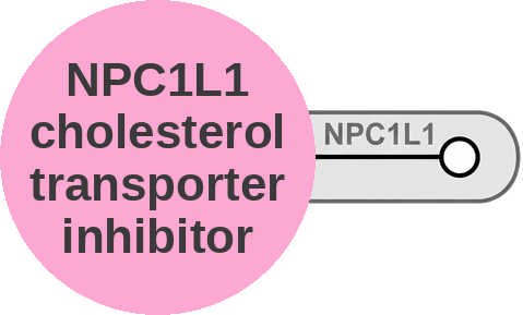 NPC1L1 cholesterol transporter inhibitor — mechanism peg (Ballicules)