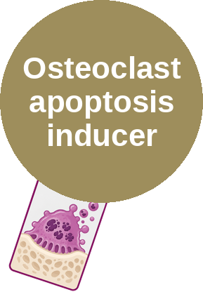 Osteoclast apoptosis inducer — mechanism peg (Ballicules)