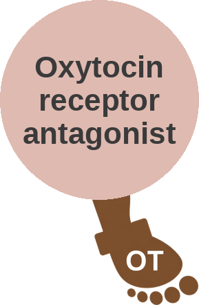 Oxytocin receptor antagonist — mechanism peg (Ballicules)
