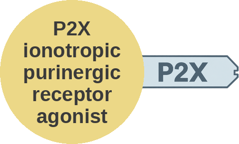 P2X ionotropic purinergic receptor agonist — mechanism peg (Ballicules)