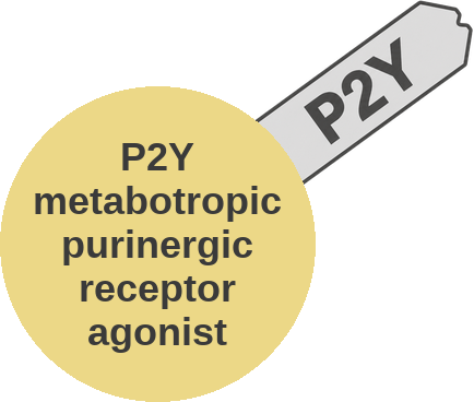 P2Y metabotropic purinergic receptor agonist — mechanism peg (Ballicules)