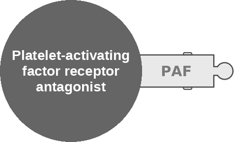 Platelet-activating factor receptor antagonist — mechanism peg (Ballicules)