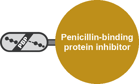 Penicillin-binding protein inhibitor — mechanism peg (Ballicules)