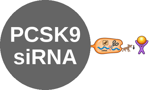 PCSK9 small interfering RNA (siRNA) — mechanism peg (Ballicules)