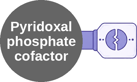 Pyridoxal phosphate cofactor — mechanism peg (Ballicules)