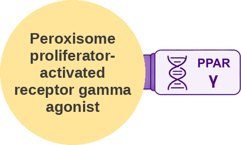 Peroxisome proliferator-activated receptor gamma agonist — mechanism peg (Ballicules)