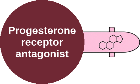 Progesterone receptor antagonist — mechanism peg (Ballicules)