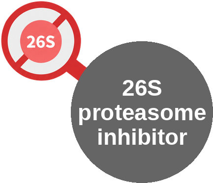 26S proteasome inhibitor — mechanism peg (Ballicules)