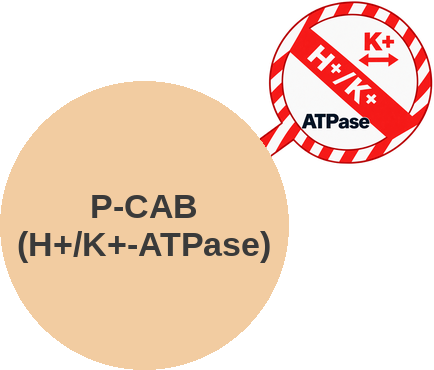 Potassium-competitive acid blocker (P-CAB) — mechanism peg (Ballicules)