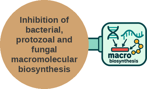 Inhibition of bacterial, protozoal and fungal macromolecular biosynthesis — mechanism peg (Ballicules)