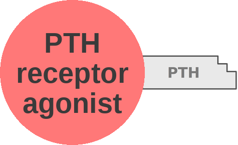 PTH receptor agonist — mechanism peg (Ballicules)