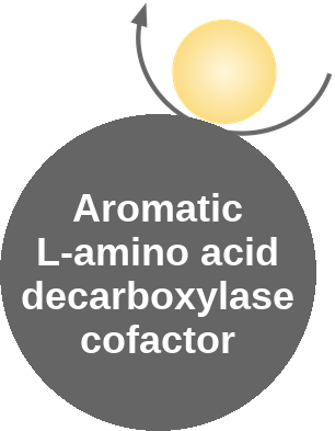 Aromatic L-amino acid decarboxylase cofactor — mechanism peg (Ballicules)