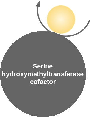 Serine hydroxymethyltransferase cofactor — mechanism peg (Ballicules)