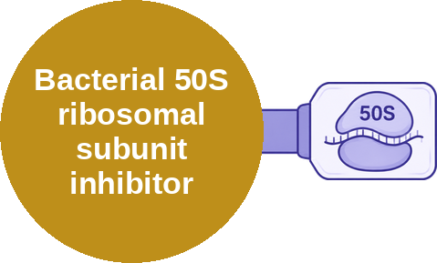 Bacterial 50S ribosomal subunit inhibitor — mechanism peg (Ballicules)