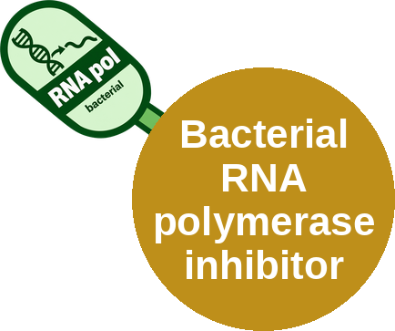 Bacterial RNA polymerase inhibitor — mechanism peg (Ballicules)