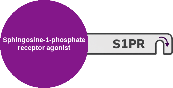 Sphingosine-1-phosphate receptor agonist — mechanism peg (Ballicules)