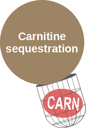Carnitine sequestration — mechanism peg (Ballicules)