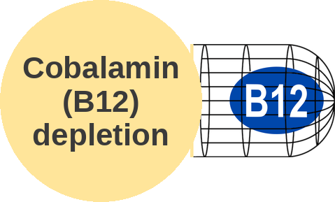 Cobalamin sequestrant — mechanism peg (Ballicules)